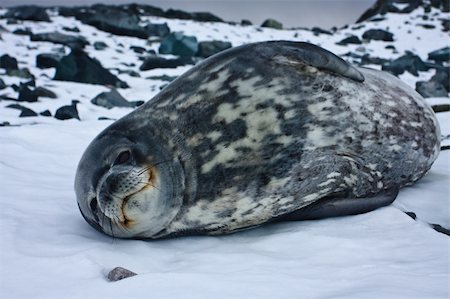simsearch:400-07087477,k - The grey seal has a rest on stones in Antarctica Foto de stock - Royalty-Free Super Valor e Assinatura, Número: 400-04760156