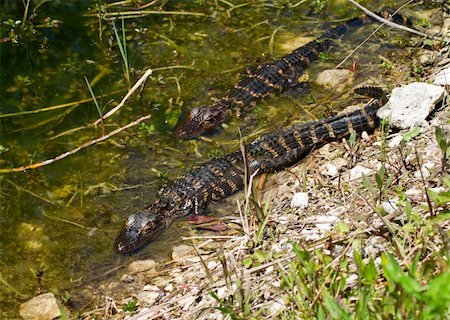 Two baby alligators rest in the sun along the shore of the mangrove swamp Stockbilder - Microstock & Abonnement, Bildnummer: 400-04761004