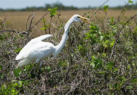 Great white heron perches in the brush, in the marshes of the everglades Stockbilder - Microstock & Abonnement, Bildnummer: 400-04761006