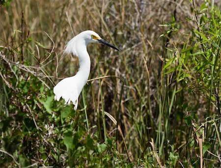 A snowy egret in the mangrove swamp Stockbilder - Microstock & Abonnement, Bildnummer: 400-04761007