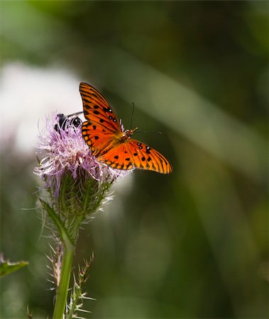 Butterfly spreads it's wings in the garden of joy Stockbilder - Microstock & Abonnement, Bildnummer: 400-04761008