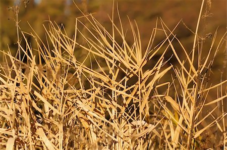 dry swamps - very nice autumn reed with blurry background Stock Photo - Budget Royalty-Free & Subscription, Code: 400-04761029