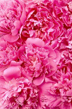 simsearch:400-05713050,k - Peony flower heads - background Stock Photo - Budget Royalty-Free & Subscription, Code: 400-04761100