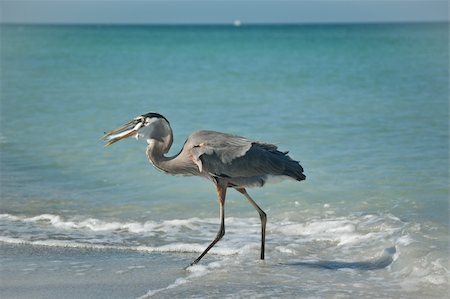 A Great Blue Heron with a fish in its mouth walking in the shallow waters of a Gulf Coast Florida beach. Stock Photo - Budget Royalty-Free & Subscription, Code: 400-04761171