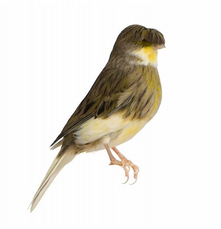 Gloster Corona Canary, Serinus canaria, perched in front of white background Photographie de stock - Aubaine LD & Abonnement, Code: 400-04761208