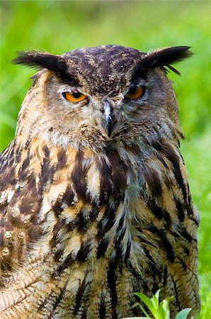 simsearch:400-07658193,k - portrait of an owl head Foto de stock - Super Valor sin royalties y Suscripción, Código: 400-04761460