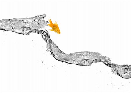 simsearch:400-04689966,k - goldfish jumping out of the water, isolated on white Photographie de stock - Aubaine LD & Abonnement, Code: 400-04761517