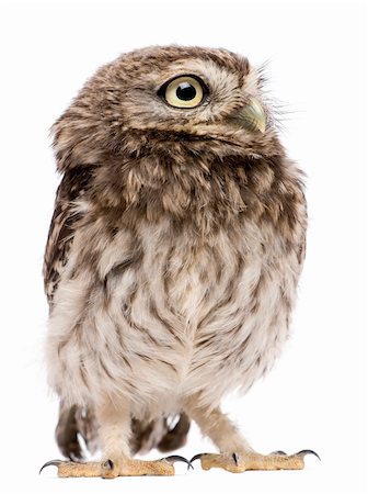 simsearch:400-07253354,k - Little Owl, 50 days old, Athene noctua, standing in front of a white background Photographie de stock - Aubaine LD & Abonnement, Code: 400-04761665