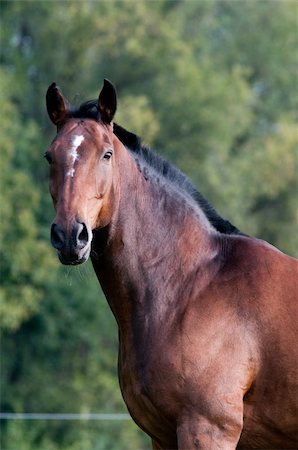 simsearch:400-08131643,k - Face of Horse Stock Photo - Budget Royalty-Free & Subscription, Code: 400-04761662