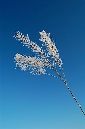 simsearch:400-05306863,k - Bare frozen branch under the clear blue sky Fotografie stock - Microstock e Abbonamento, Codice: 400-04762122