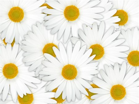 simsearch:400-06095720,k - Abstract background of white flowers. Close-up. Studio photography. Stock Photo - Budget Royalty-Free & Subscription, Code: 400-04762305