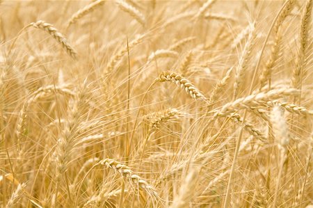 simsearch:400-05114620,k - Infinite field of ripe wheat - gold ears Stock Photo - Budget Royalty-Free & Subscription, Code: 400-04762300