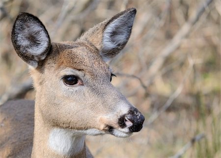 simsearch:400-04793517,k - Whitetail deer doe close up head shot. Foto de stock - Super Valor sin royalties y Suscripción, Código: 400-04762568