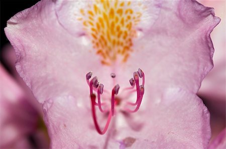 rose bay - Close-up (macro) of the bloom of rose-bay Foto de stock - Royalty-Free Super Valor e Assinatura, Número: 400-04762796