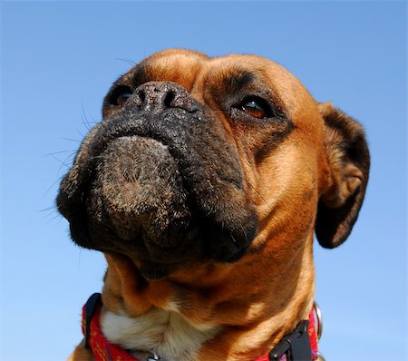 portrait of a purebred german boxer Fotografie stock - Microstock e Abbonamento, Codice: 400-04762814