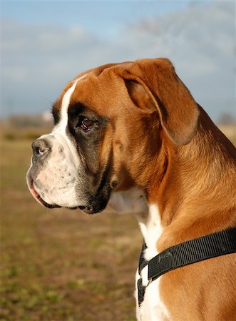 portrait of a purebred german boxer Fotografie stock - Microstock e Abbonamento, Codice: 400-04762813