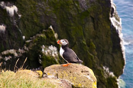 skellig coast - Puffin on the rock in Latrabjarg - Iceland Foto de stock - Super Valor sin royalties y Suscripción, Código: 400-04762845