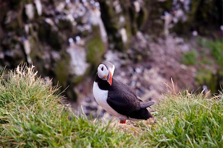 skellig coast - Iceland - Puffin on the green grass. Stock Photo - Budget Royalty-Free & Subscription, Code: 400-04762847