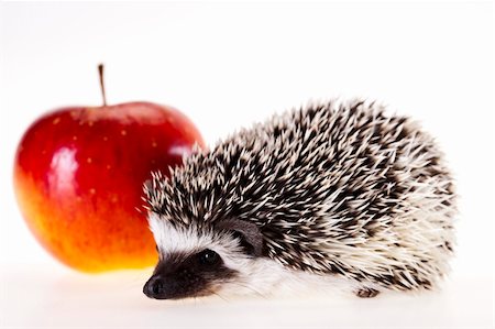 simsearch:400-07278599,k - Hedgehog Stockbilder - Microstock & Abonnement, Bildnummer: 400-04762957