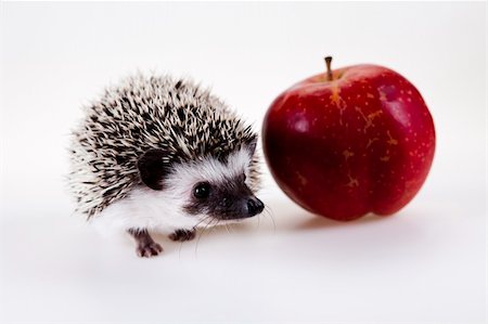 simsearch:400-07278599,k - Hedgehog Stockbilder - Microstock & Abonnement, Bildnummer: 400-04762959