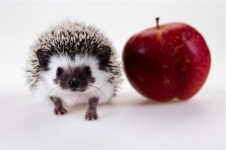 simsearch:400-07278599,k - Hedgehog Stockbilder - Microstock & Abonnement, Bildnummer: 400-04762966