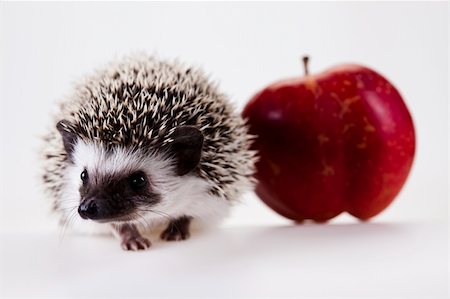 simsearch:400-07278599,k - Hedgehog Stockbilder - Microstock & Abonnement, Bildnummer: 400-04762993