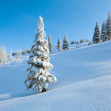 simsearch:400-04319458,k - winter rime and snow covered fir trees on mountainside on blue sky background Stock Photo - Budget Royalty-Free & Subscription, Code: 400-04763278