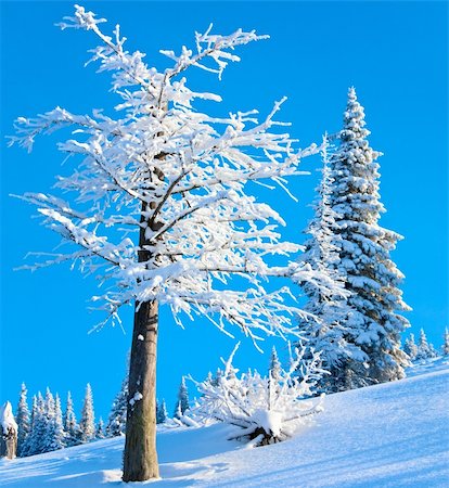 simsearch:400-04319458,k - winter rime and snow covered fir trees on mountainside on blue sky background Stock Photo - Budget Royalty-Free & Subscription, Code: 400-04763279