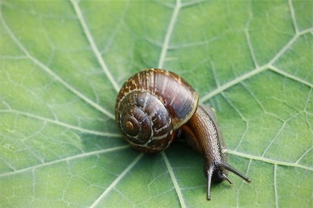 snails antenna - closeup of garden snail on green leaf Stock Photo - Budget Royalty-Free & Subscription, Code: 400-04763325