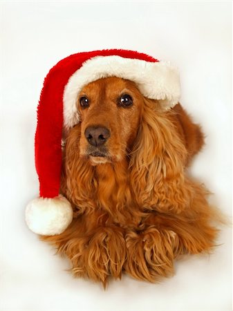 funny new years eve pics - brown cocker spaniel with red christmas hat Stock Photo - Budget Royalty-Free & Subscription, Code: 400-04763352