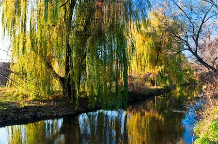 simsearch:400-06520162,k - Yellow trees are reflected in the clean river. Autumn Stock Photo - Budget Royalty-Free & Subscription, Code: 400-04763459