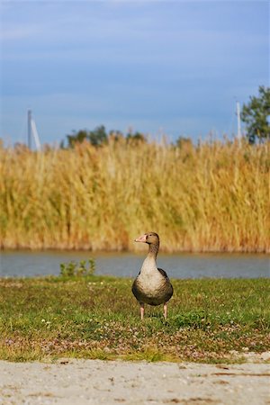 simsearch:6111-06838348,k - Greylag goose standing on the river bank Stock Photo - Budget Royalty-Free & Subscription, Code: 400-04763679