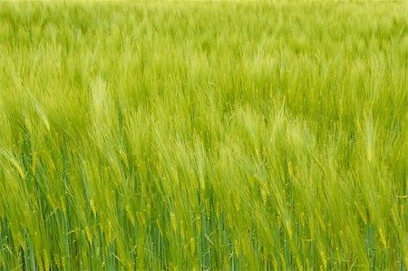 simsearch:400-05699446,k - Organic Green spring grains for background Stock Photo - Budget Royalty-Free & Subscription, Code: 400-04763995