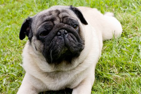 dog breed pug lying on the grass Stockbilder - Microstock & Abonnement, Bildnummer: 400-04774014