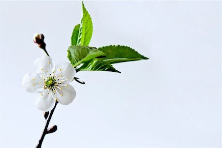 Beautiful flowers blooming cherry on a blue background Stockbilder - Microstock & Abonnement, Bildnummer: 400-04774020