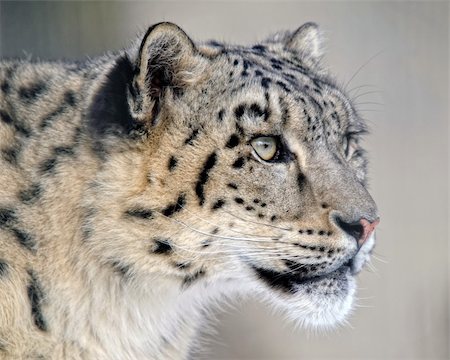 Close up protrait of a Snow (Amur) Leopard Stock Photo - Budget Royalty-Free & Subscription, Code: 400-04774060