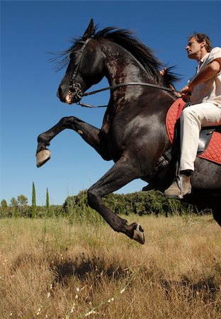 rearing horseback riding - beautiful black stallion with man in a field Stock Photo - Budget Royalty-Free & Subscription, Code: 400-04774094
