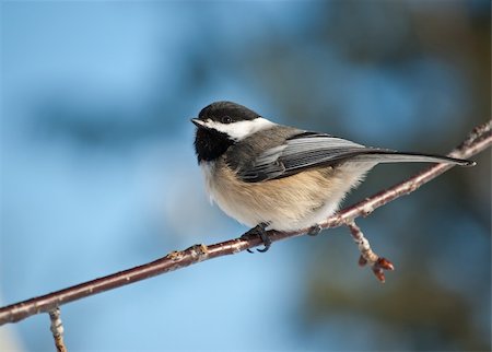 A Black-capped Chickadee (Poecile atricapillus) perches on a branch with blue sky in the background. Photographie de stock - Aubaine LD & Abonnement, Code: 400-04774142
