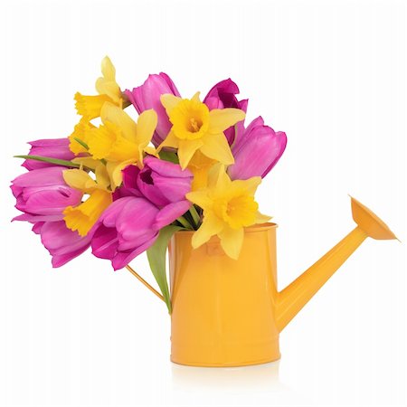 simsearch:400-06356460,k - Daffodil and purple tulip flowers in a yellow metal watering can,  isolated over white background. Foto de stock - Super Valor sin royalties y Suscripción, Código: 400-04774187