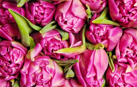 simsearch:400-04340566,k - beautiful pink double tulips, background, Photographie de stock - Aubaine LD & Abonnement, Code: 400-04774543