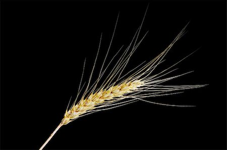 The ear of wheat  with drop on black background Stock Photo - Budget Royalty-Free & Subscription, Code: 400-04775097