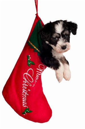 enduro (artist) - Cute Powder-puff puppy, hanging in a Christmas stocking. Stock Photo - Budget Royalty-Free & Subscription, Code: 400-04775532