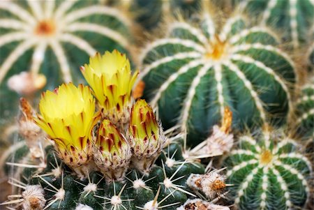 simsearch:400-05305803,k - Yellow cactus flowers (selective focus on buds in foreground) Stock Photo - Budget Royalty-Free & Subscription, Code: 400-04775670