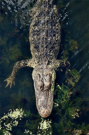 Alligator looking for food. Photographie de stock - Aubaine LD & Abonnement, Code: 400-04775792