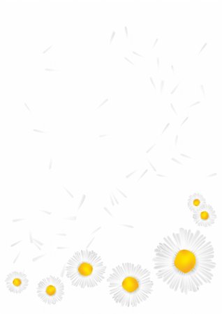 simsearch:400-05305234,k - vector background with daisies on a white background Stockbilder - Microstock & Abonnement, Bildnummer: 400-04775838