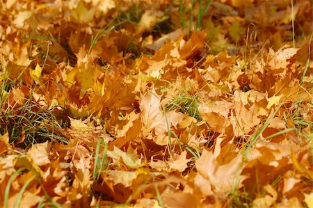 simsearch:400-07255480,k - autumn in the forest with golden leaves on trees Stock Photo - Budget Royalty-Free & Subscription, Code: 400-04776039