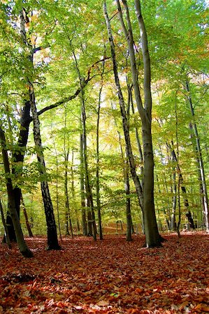 simsearch:400-04750237,k - autumn in the forest with golden leaves on trees Foto de stock - Super Valor sin royalties y Suscripción, Código: 400-04776040