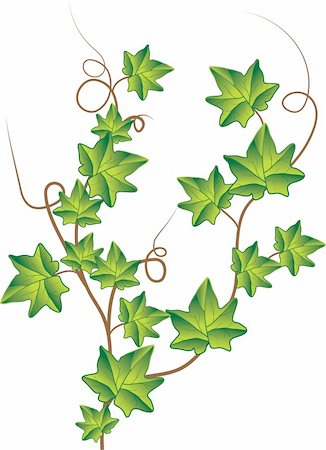 shekoru (artist) - Green ivy. Vector Illustration  Green ivy. Vector Illustration Foto de stock - Super Valor sin royalties y Suscripción, Código: 400-04776197