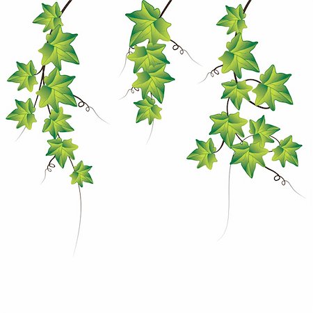 simsearch:400-05226582,k - Green ivy. Vector Illustration  Green ivy. Vector Illustration Stock Photo - Budget Royalty-Free & Subscription, Code: 400-04776266