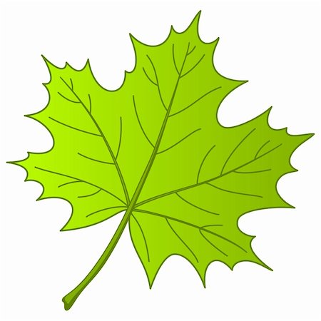 Leaf of a maple, nature symbol, monochrome vector, isolated Stock Photo - Budget Royalty-Free & Subscription, Code: 400-04776353